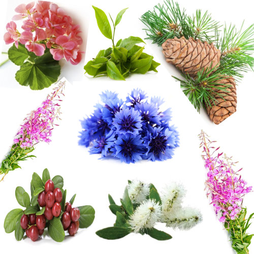 Купаж №50б СО2 экстракт для лифтинга лица при сухой коже (водорастворимый)  